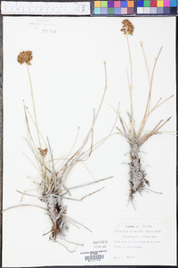 Fimbristylis spathacea image