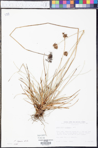 Fimbristylis spathacea image