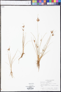 Fimbristylis tomentosa image