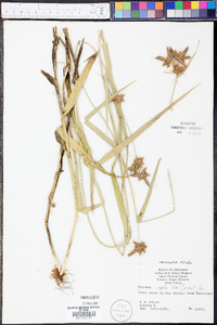 Fuirena simplex var. simplex image