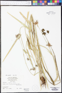 Fuirena simplex var. simplex image