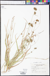 Fuirena simplex var. simplex image