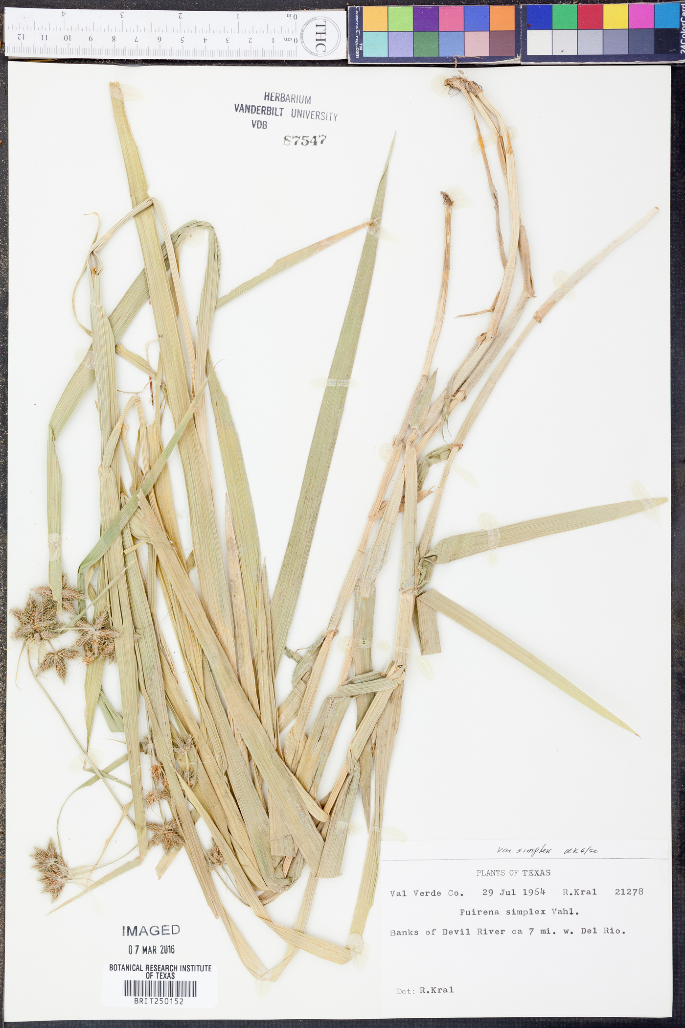 Fuirena simplex var. simplex image