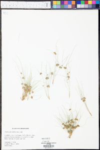 Fimbristylis vahlii image