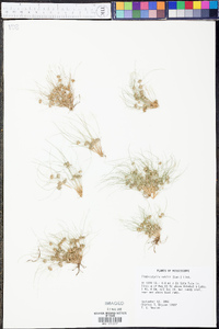 Fimbristylis vahlii image