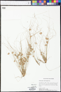 Fimbristylis vahlii image