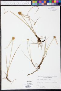 Scirpus cubensis image