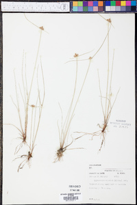 Cyperus neotropicalis image