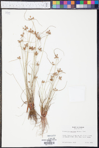 Cyperus neotropicalis image