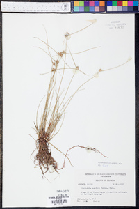 Cyperus neotropicalis image