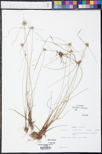 Cyperus neotropicalis image