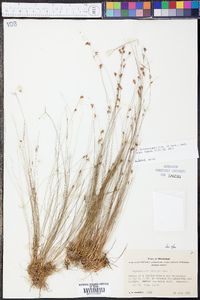 Rhynchospora brachychaeta image