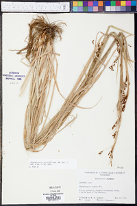 Rhynchospora caduca image