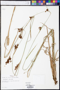 Rhynchospora caduca image