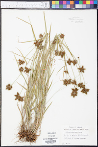 Fuirena squarrosa image