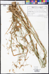 Rhynchospora corniculata image