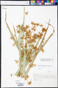 Rhynchospora corniculata image