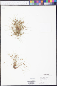 Cyperus subsquarrosus image