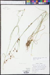 Rhynchospora capitellata image