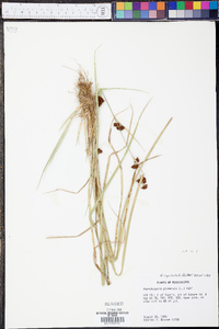 Rhynchospora capitellata image