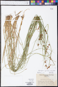 Rhynchospora capitellata image