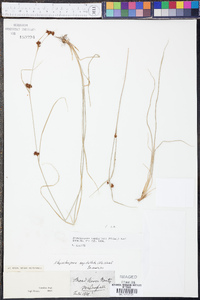 Rhynchospora capitellata image