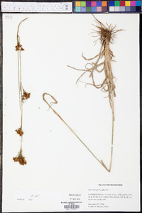 Rhynchospora caduca image