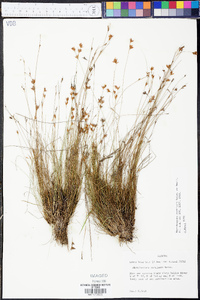 Rhynchospora curtissii image