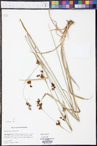 Rhynchospora caduca image