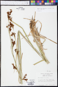 Rhynchospora caduca image