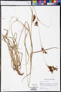 Rhynchospora caduca image