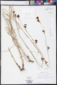 Rhynchospora caduca image