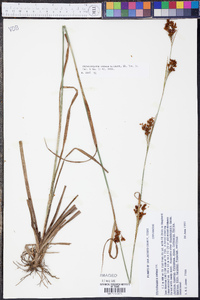 Rhynchospora caduca image