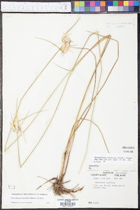 Rhynchospora latifolia image