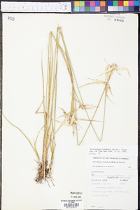 Rhynchospora latifolia image