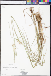 Rhynchospora latifolia image