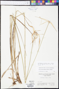 Rhynchospora latifolia image