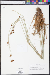 Rhynchospora baldwinii image