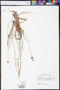 Rhynchospora baldwinii image