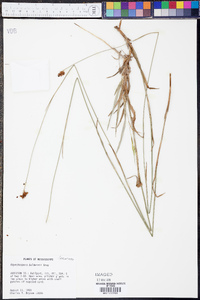 Rhynchospora baldwinii image