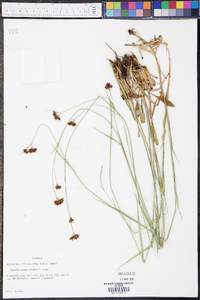 Rhynchospora baldwinii image