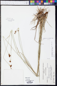 Rhynchospora baldwinii image