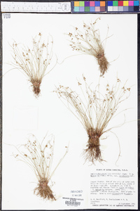 Cyperus aristulatus image