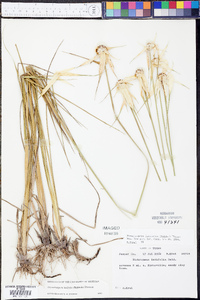 Rhynchospora latifolia image