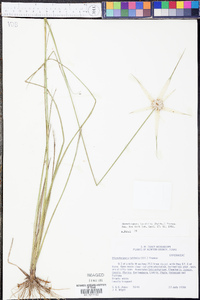 Rhynchospora latifolia image