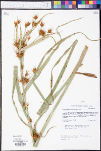 Rhynchospora macrostachya image