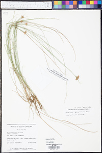 Rhynchospora macra image