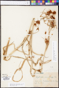 Rhynchospora macrostachya image