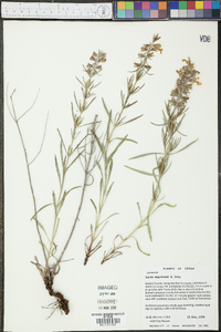 Salvia engelmannii image