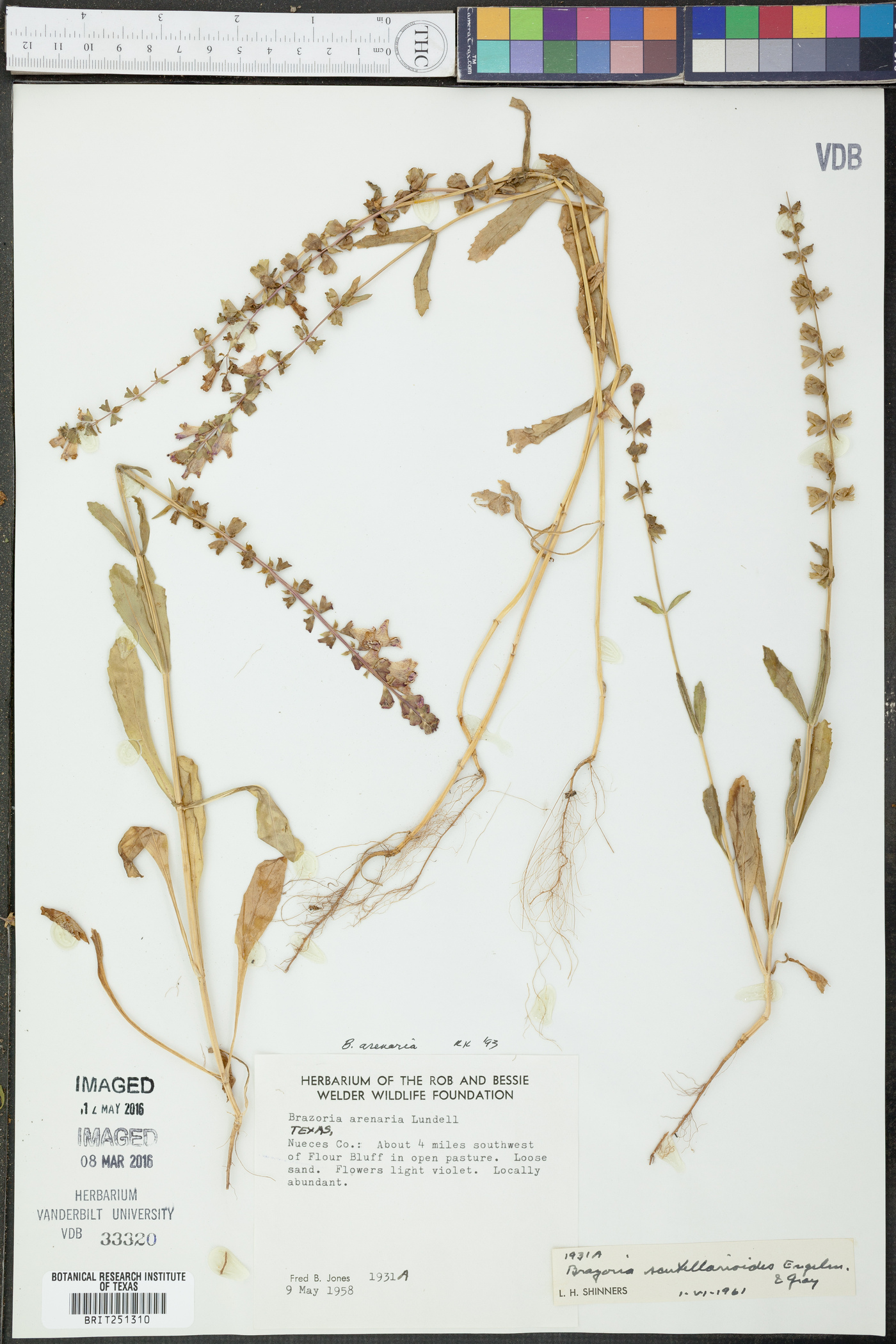 Brazoria arenaria image